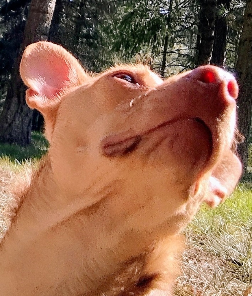 Lulu, an adoptable Chihuahua in Thompson Falls, MT, 59873 | Photo Image 3