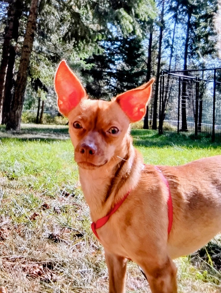 Lulu, an adoptable Chihuahua in Thompson Falls, MT, 59873 | Photo Image 5