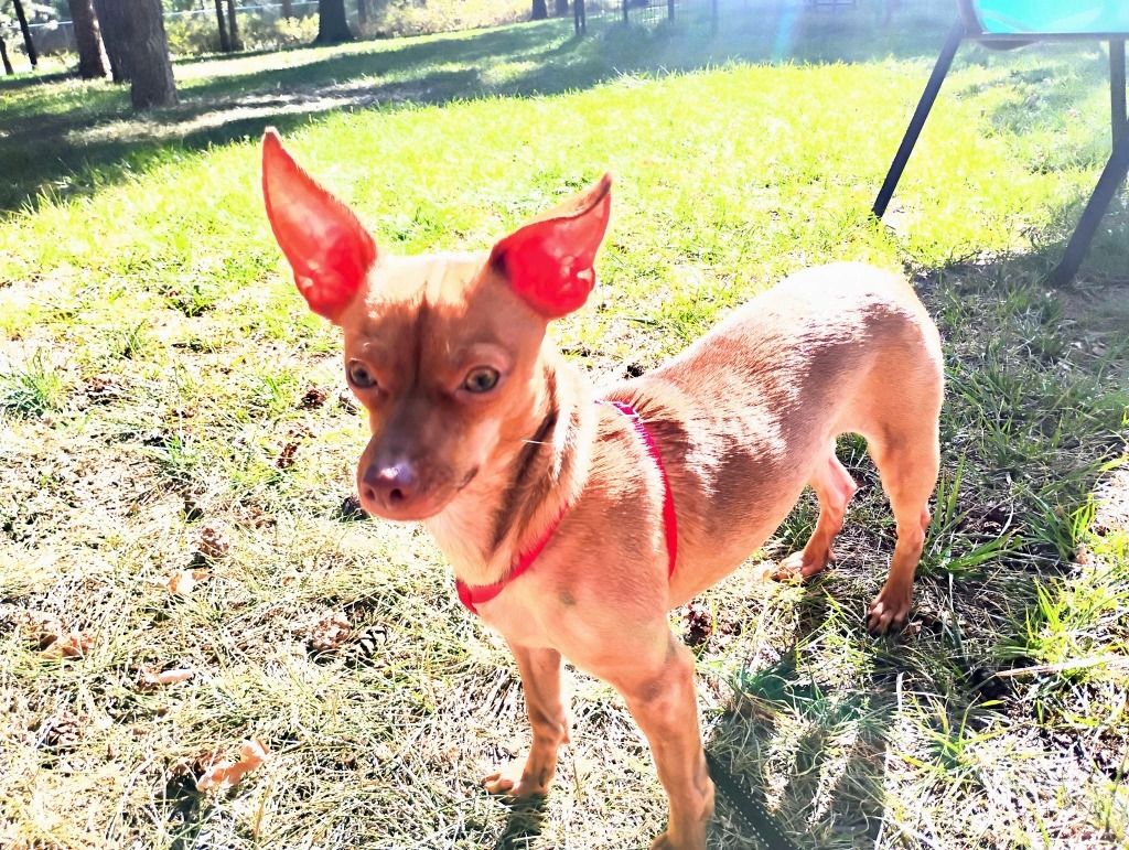 Lulu, an adoptable Chihuahua in Thompson Falls, MT, 59873 | Photo Image 6