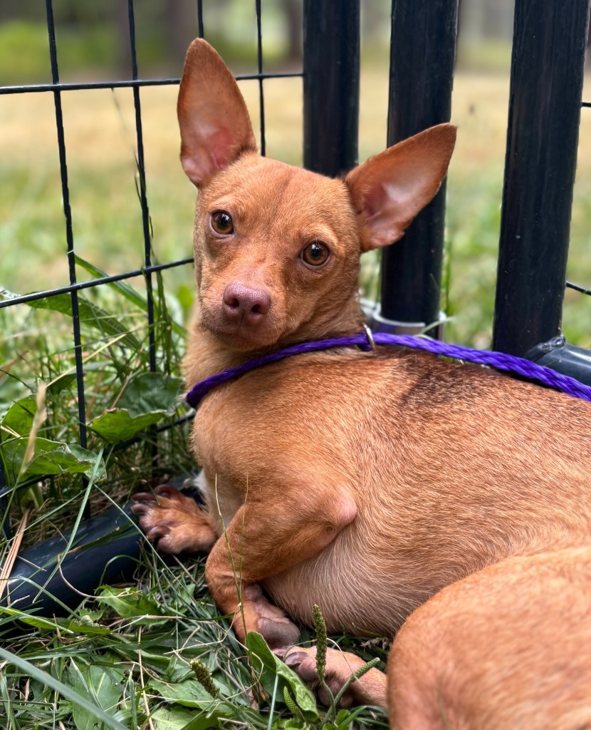 Lacey, an adoptable Chihuahua in Thompson Falls, MT, 59873 | Photo Image 1