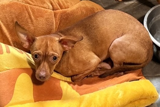 Lacey, an adoptable Chihuahua in Thompson Falls, MT, 59873 | Photo Image 2