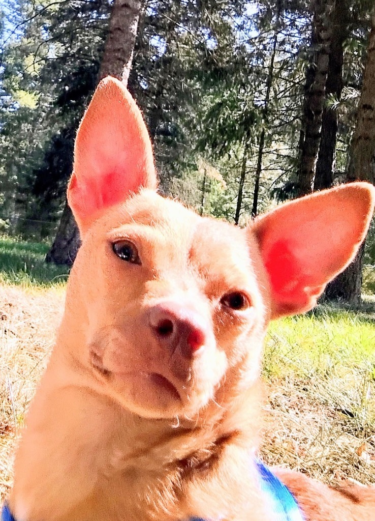 Lacey, an adoptable Chihuahua in Thompson Falls, MT, 59873 | Photo Image 3