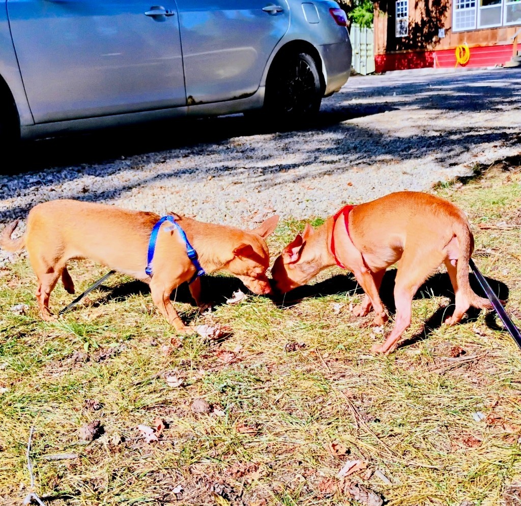 Lacey, an adoptable Chihuahua in Thompson Falls, MT, 59873 | Photo Image 4