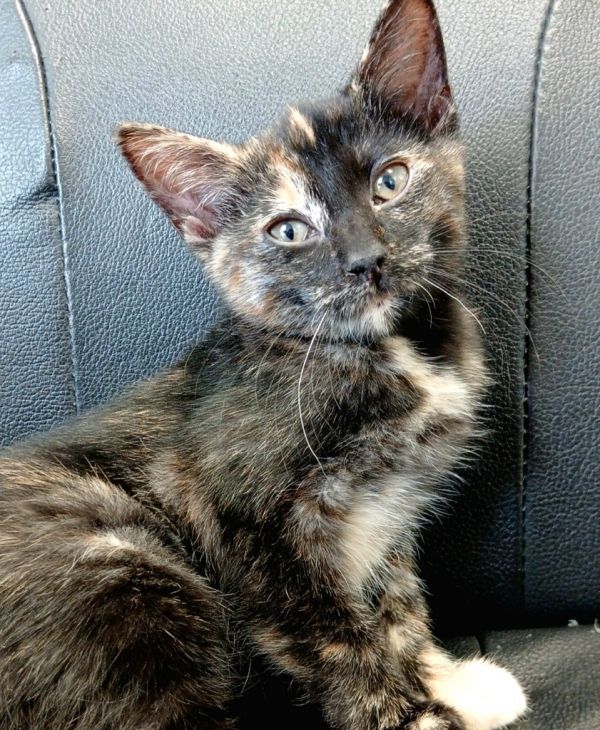 Cinnamon