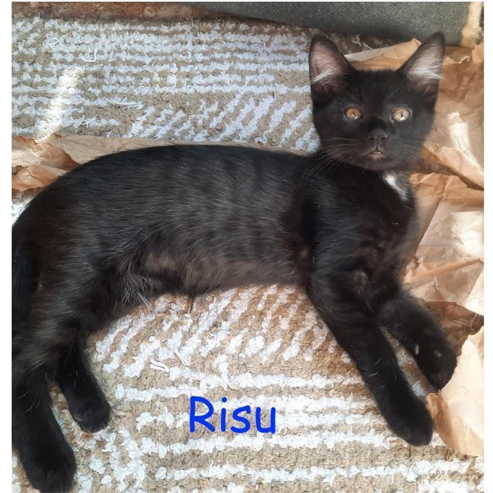 Risu