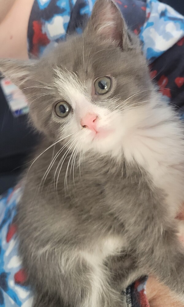 Gus-Gus