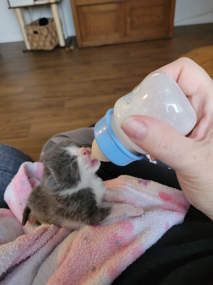Gus-Gus