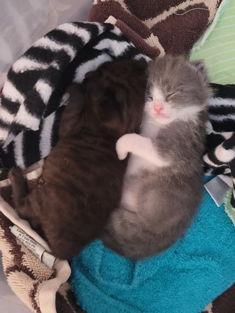Gus-Gus