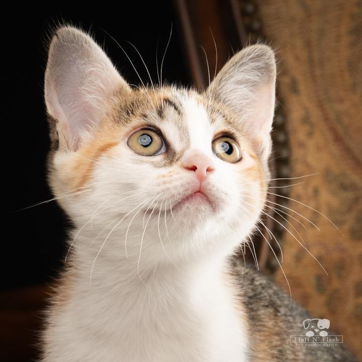 Pixie