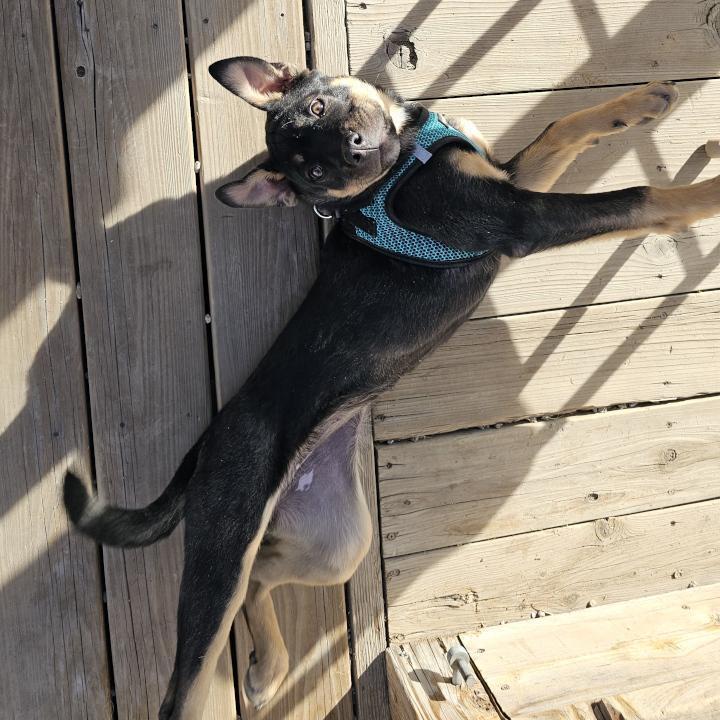 Hazel