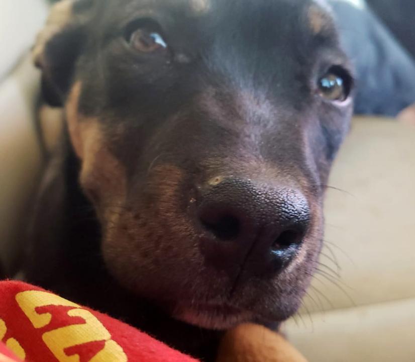 Hazel