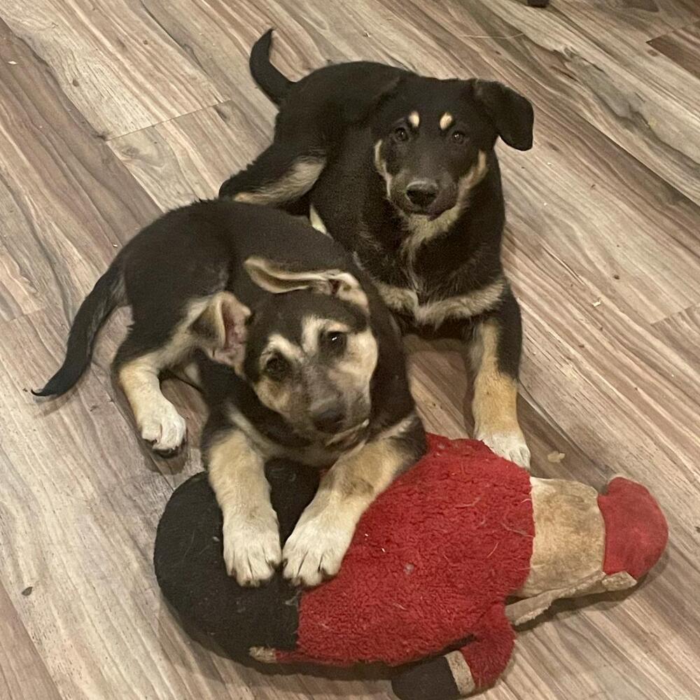 Shepherd mix puppies