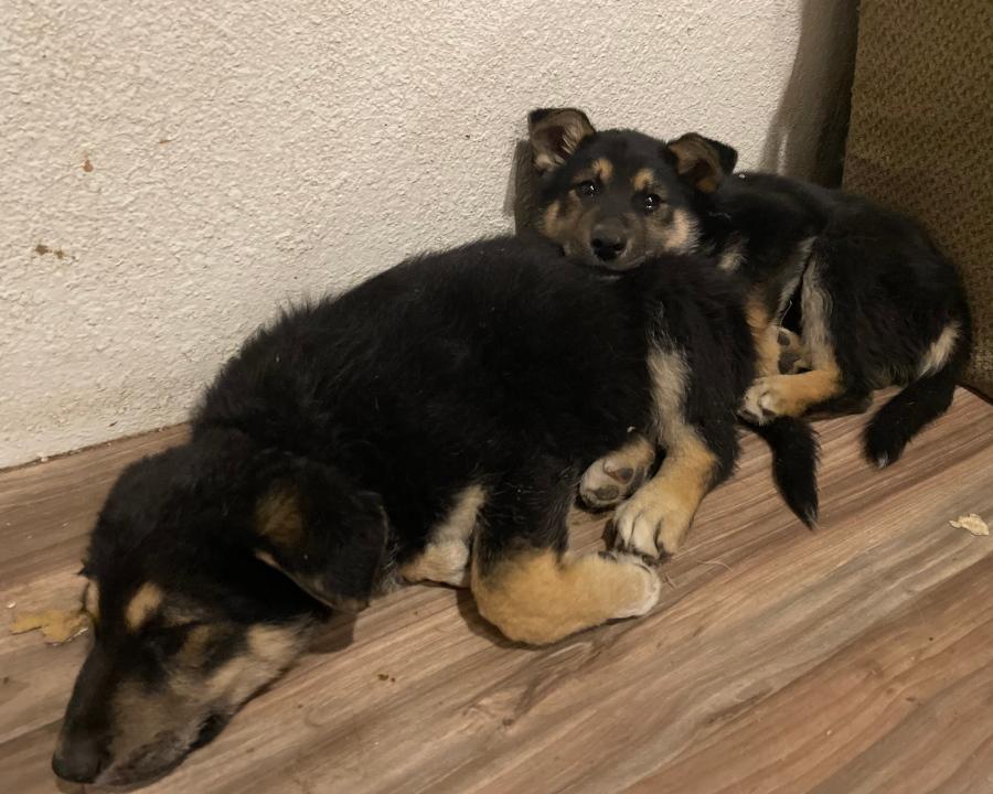 Shepherd mix puppies