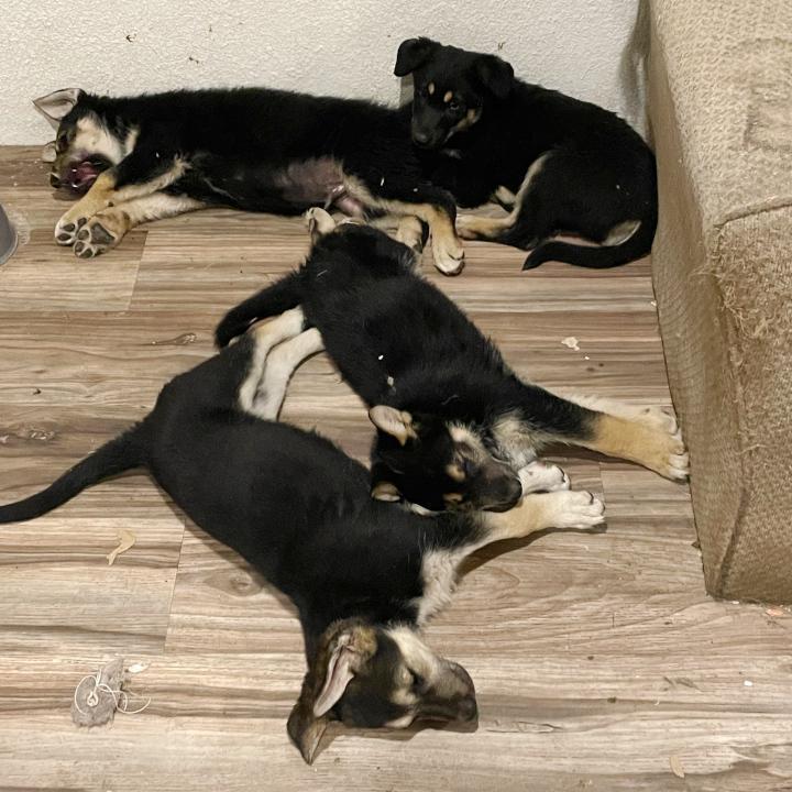 Shepherd mix puppies