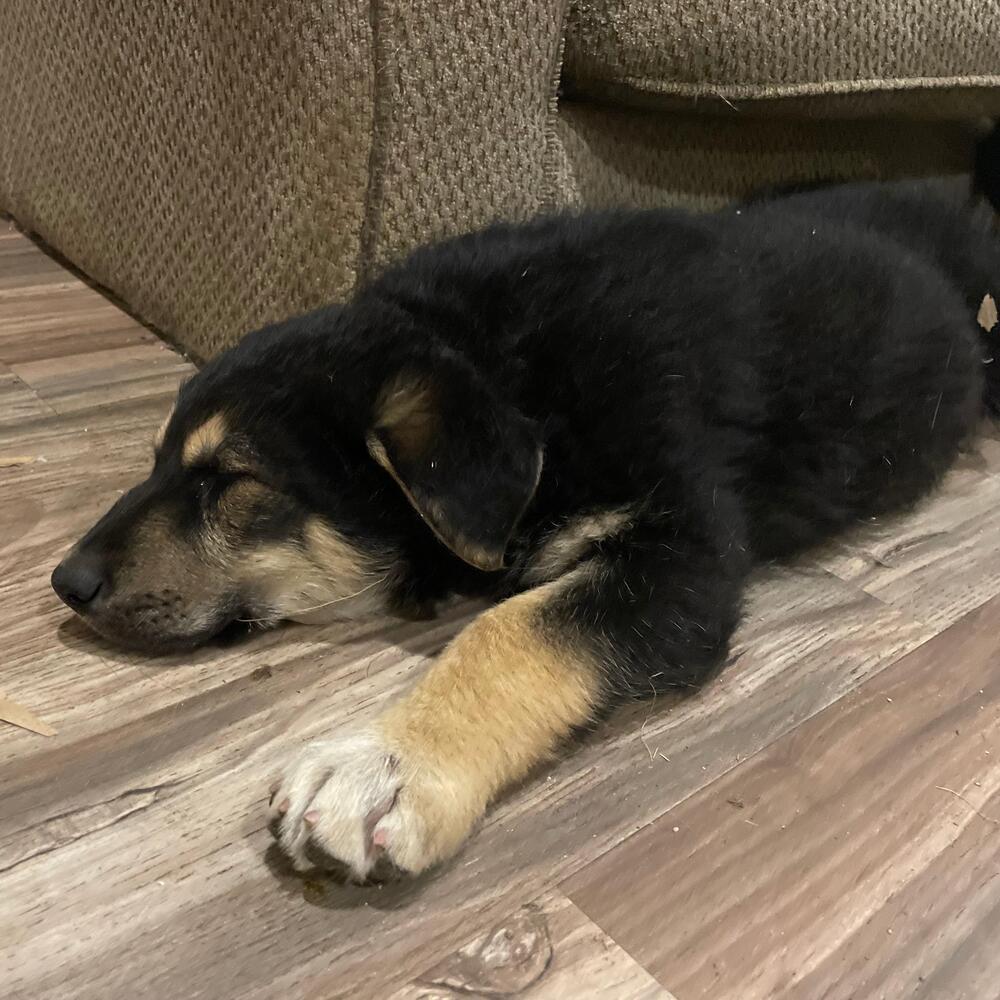 Shepherd mix puppies