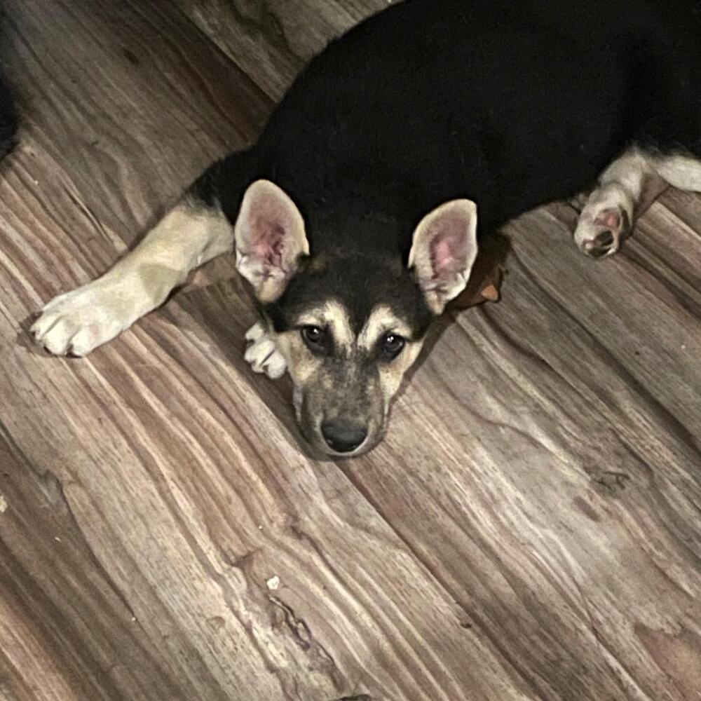 Shepherd mix puppies