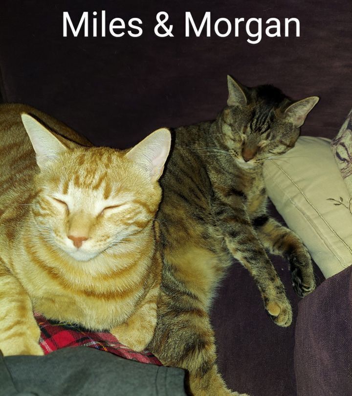 Morgan