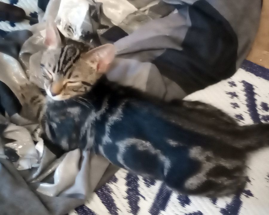 Little Miss