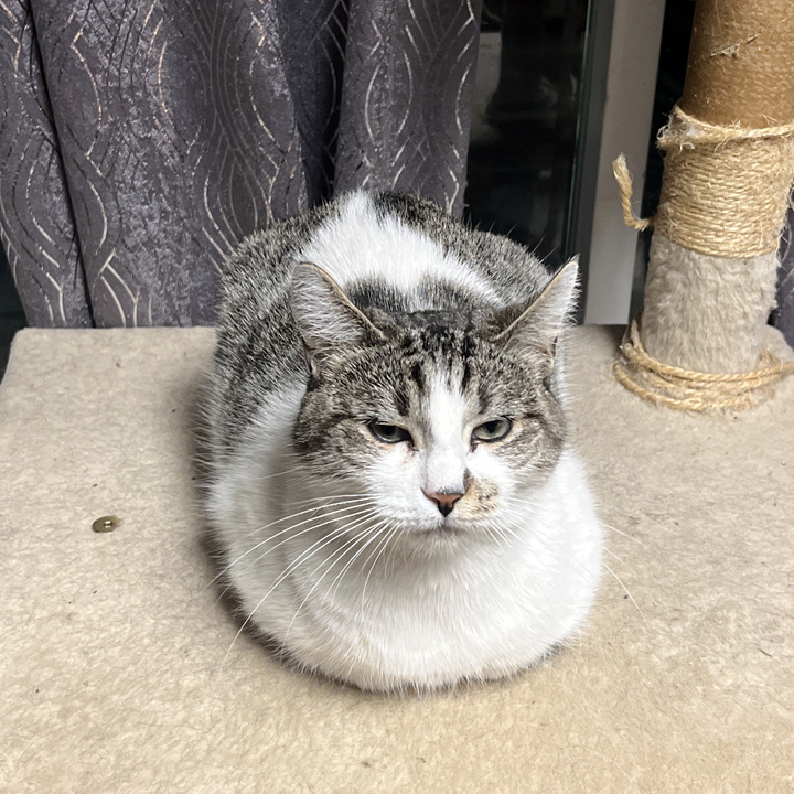 Clementine