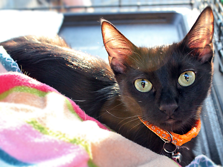 Ember
