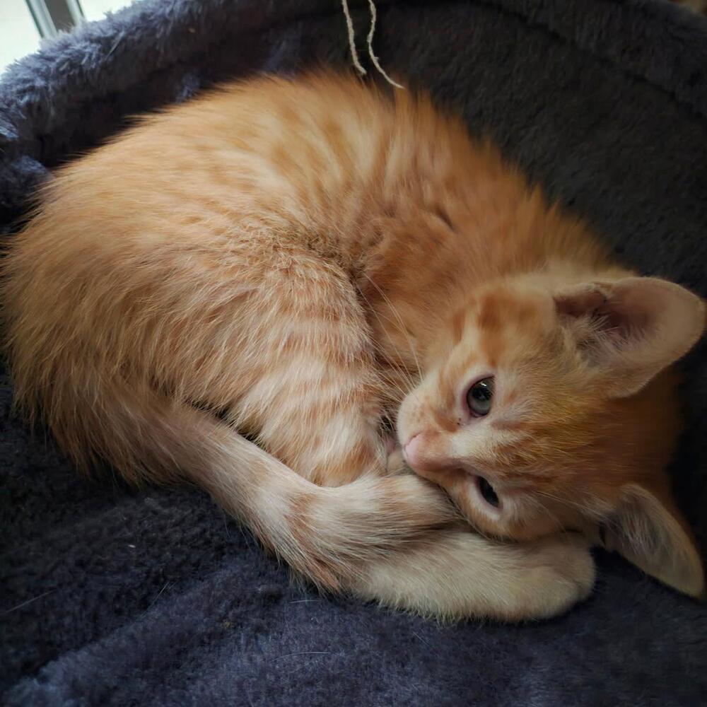 Cinnamon