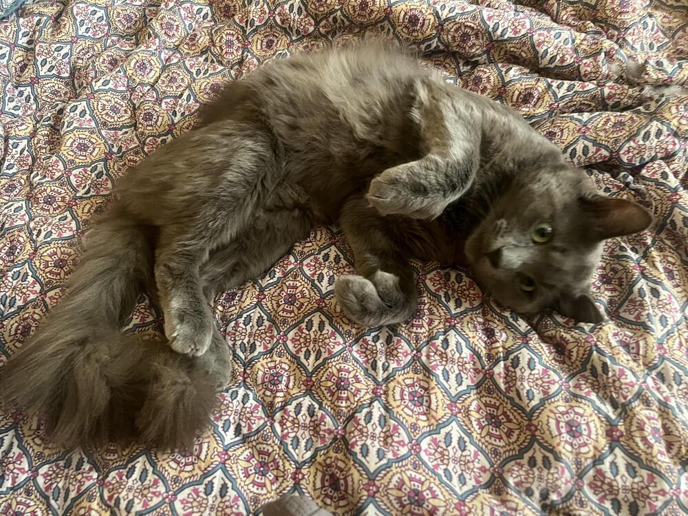 Sweetums, an adoptable Nebelung, Russian Blue in Redlands, CA, 92375 | Photo Image 1
