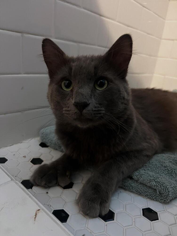 Sweetums, an adoptable Nebelung, Russian Blue in Redlands, CA, 92375 | Photo Image 2