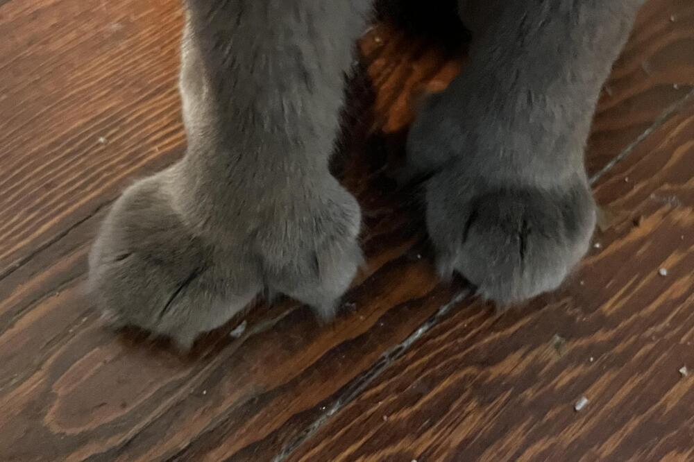 Sweetums, an adoptable Nebelung, Russian Blue in Redlands, CA, 92375 | Photo Image 3