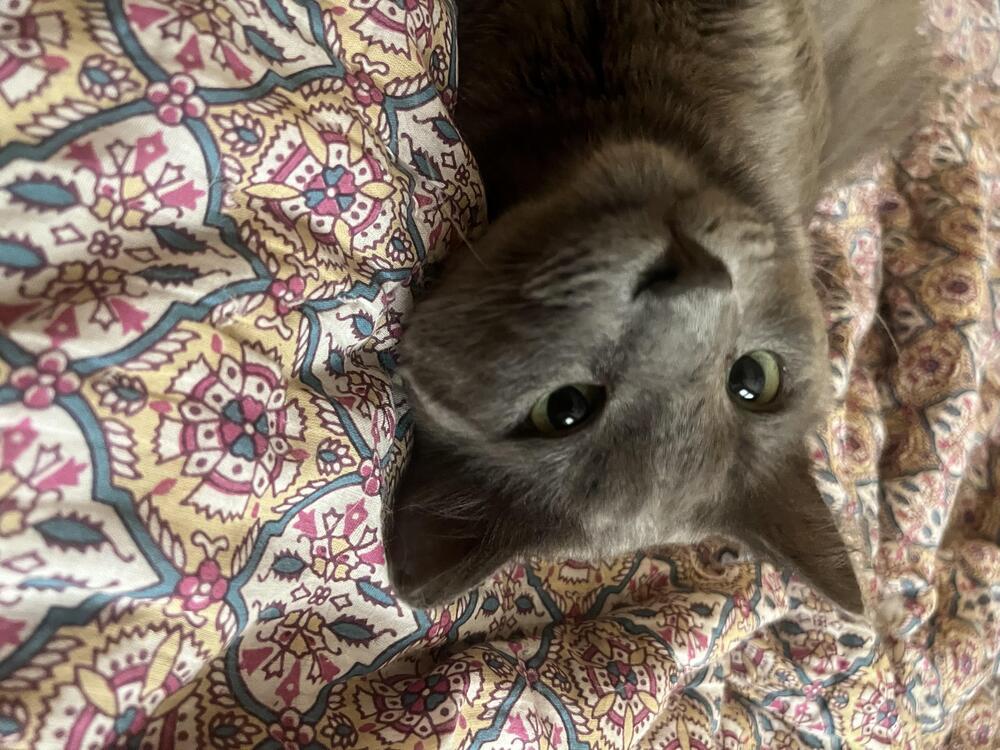 Sweetums, an adoptable Nebelung, Russian Blue in Redlands, CA, 92375 | Photo Image 5