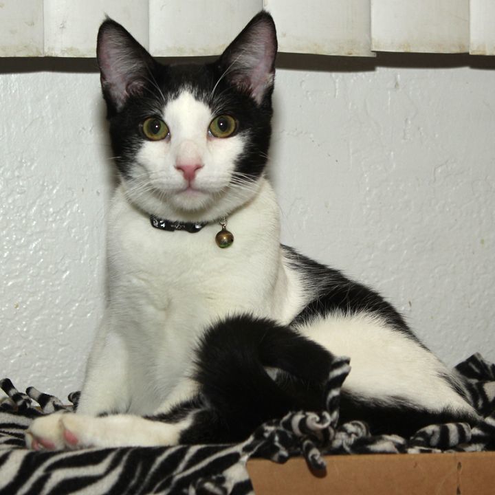 Ziki