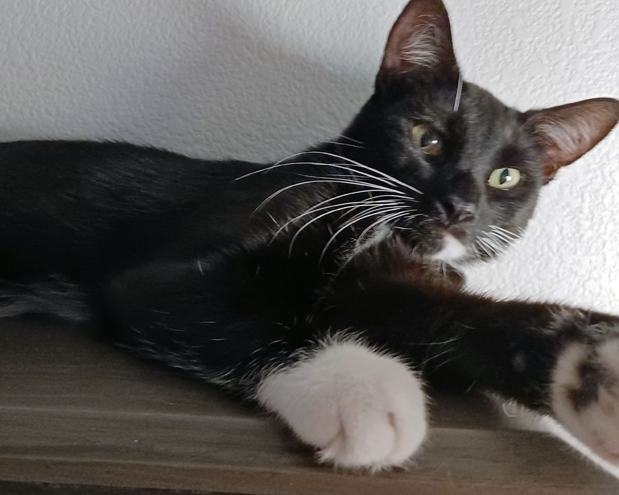 Tucker