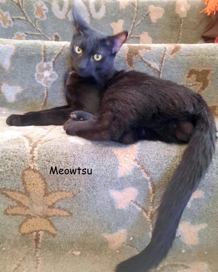 Meowtsu