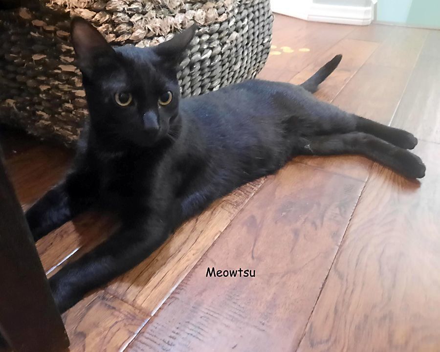 Meowtsu