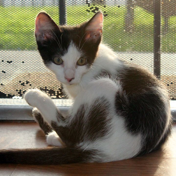 Marble