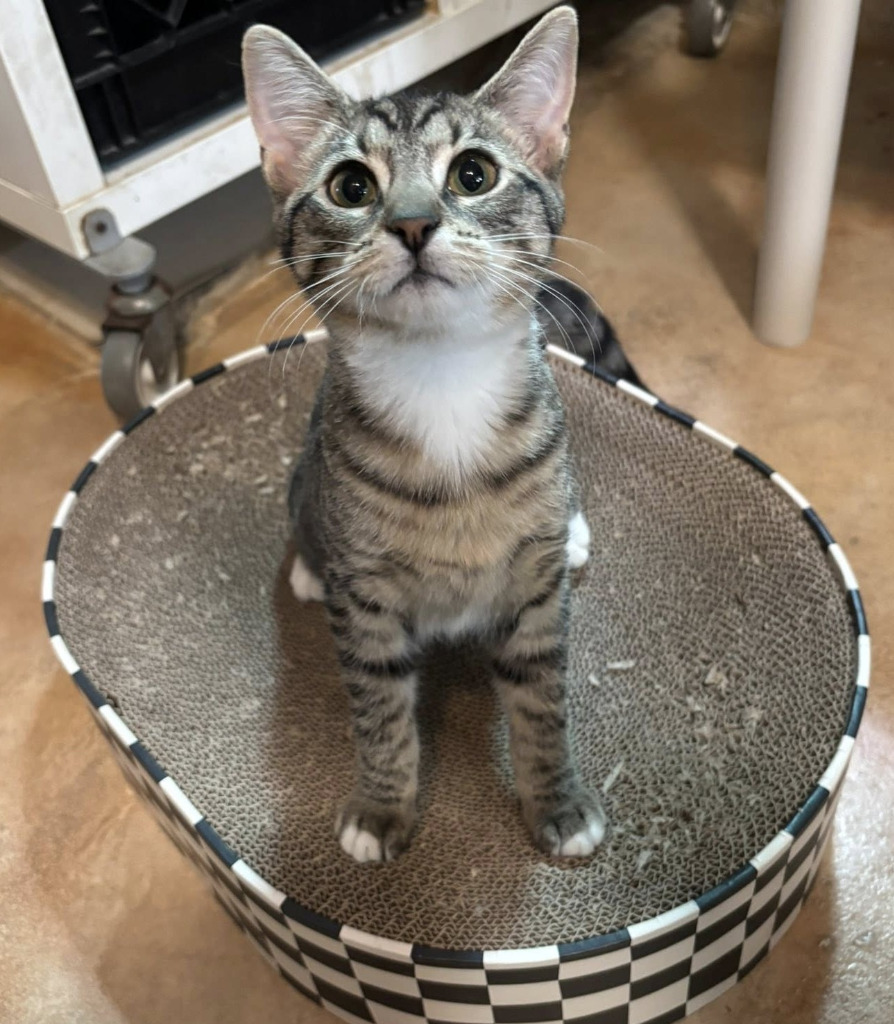 Ella
