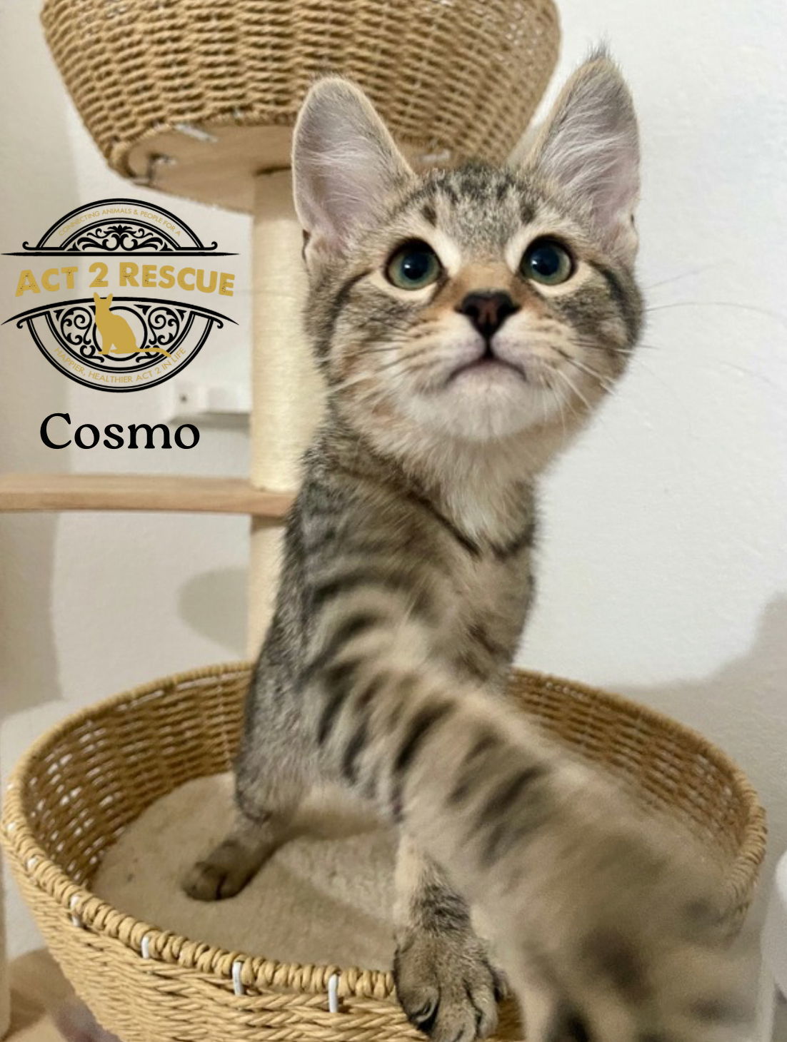 Cosmo 3