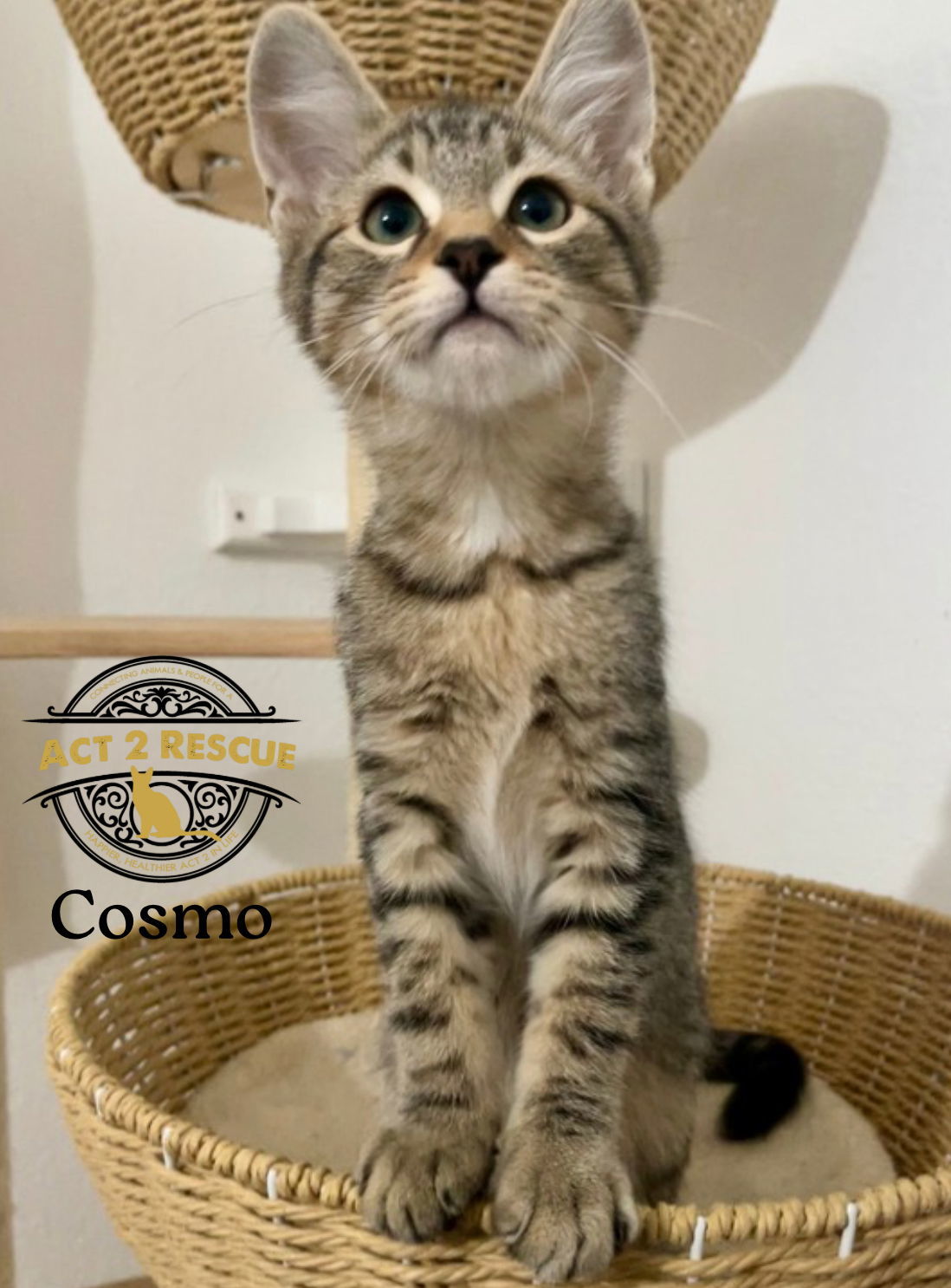 Cosmo 3