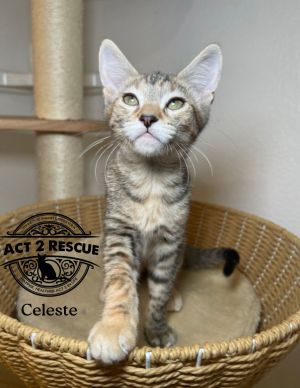 Celeste, Baby Female unknown
