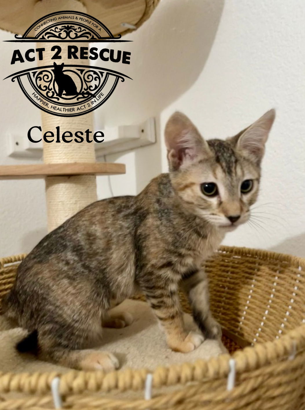 Celeste