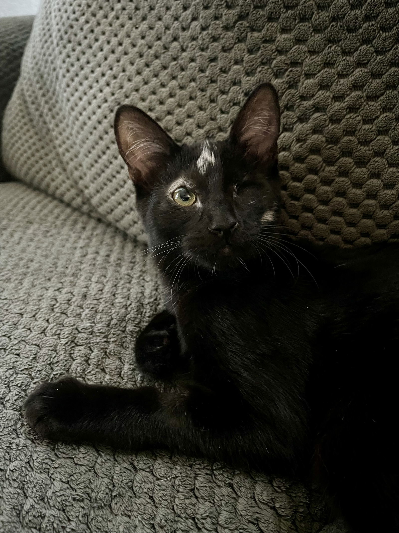 Nova