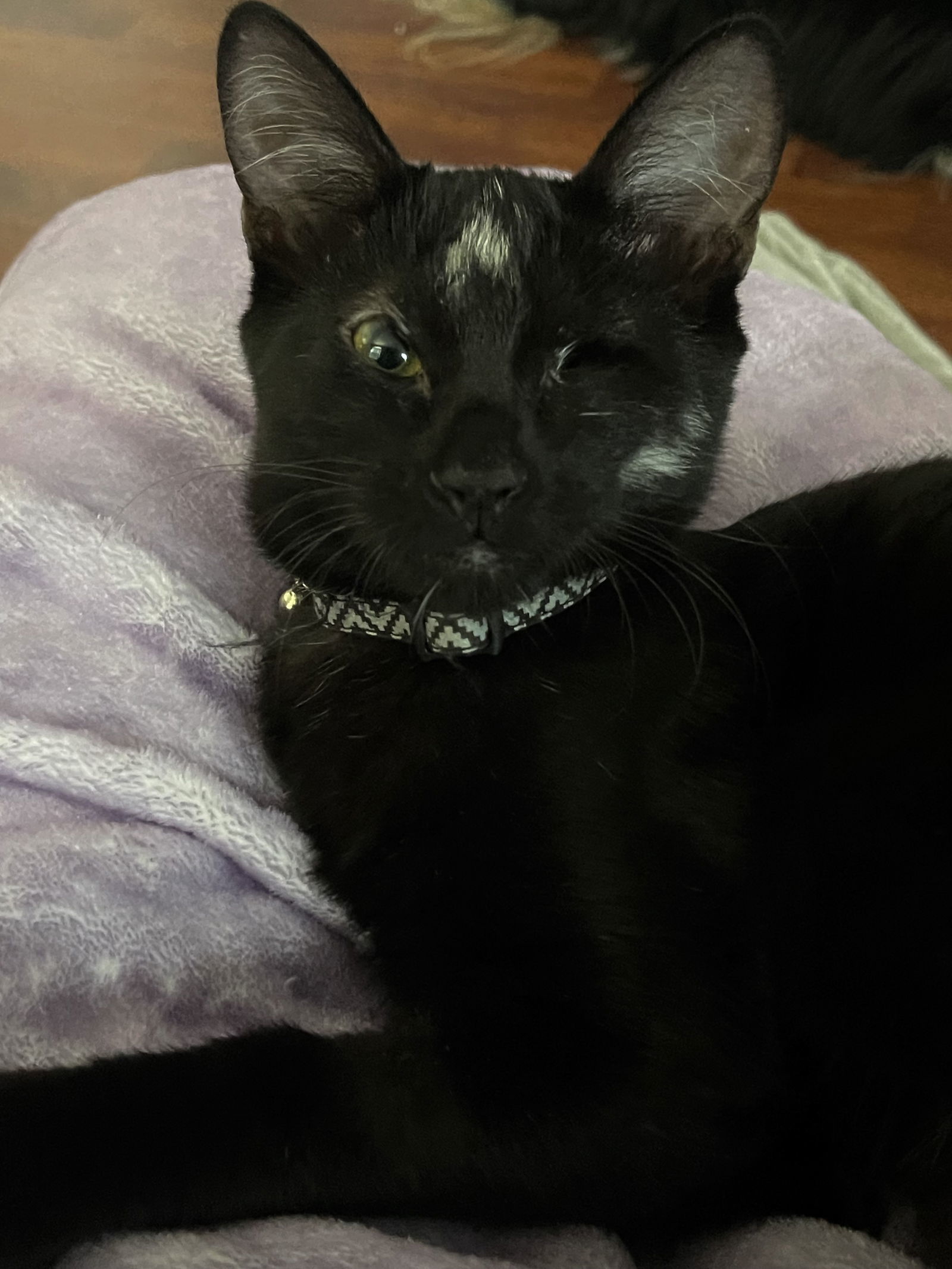 Nova