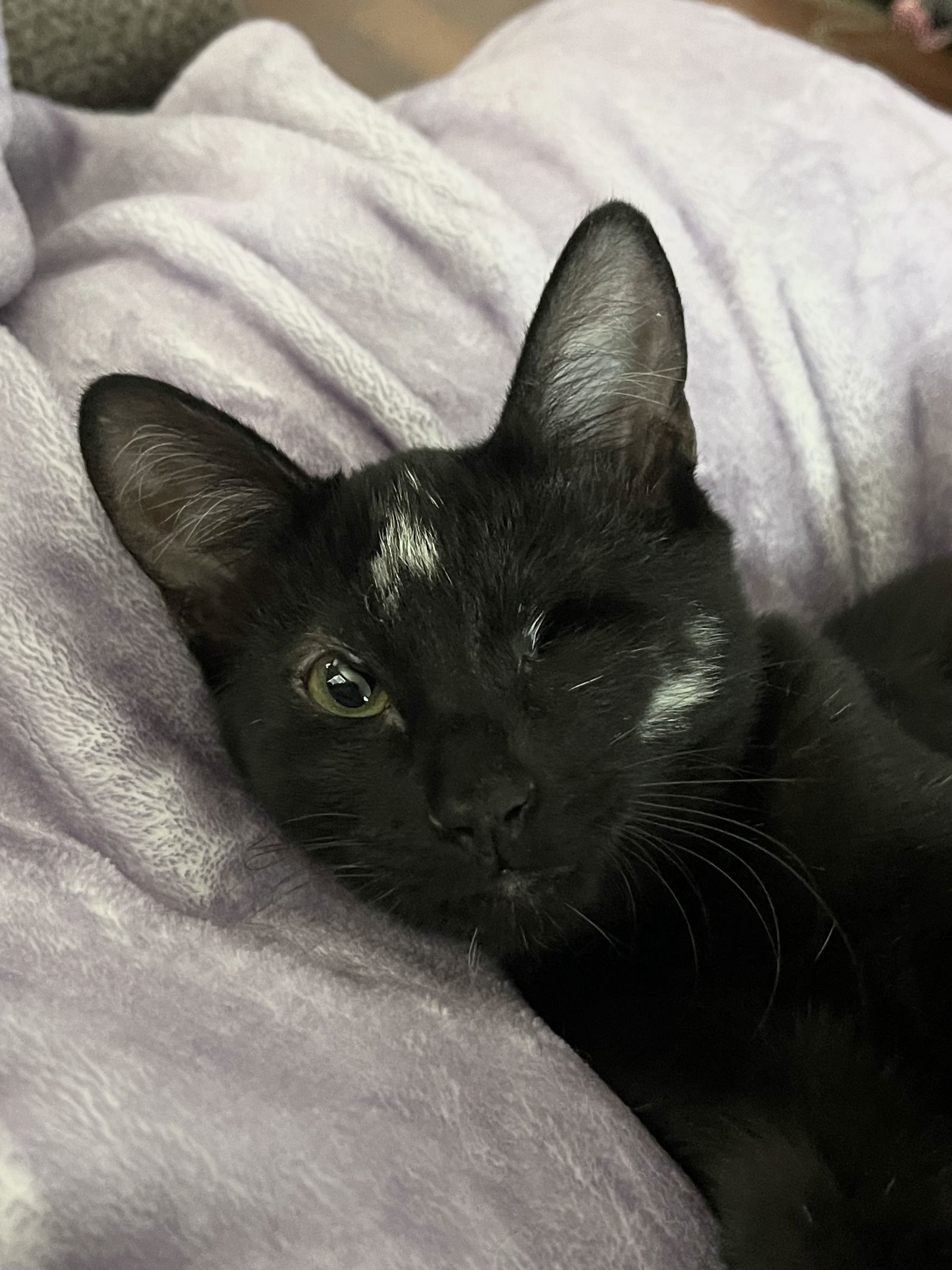 Nova