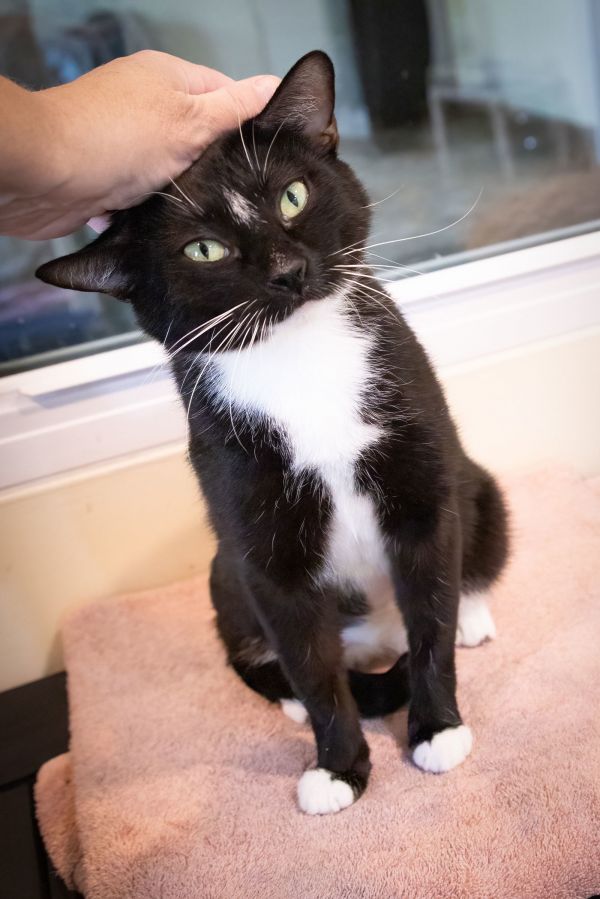 Sweetsie thumbnail 3