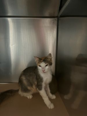 Dotty, Young Female unknown