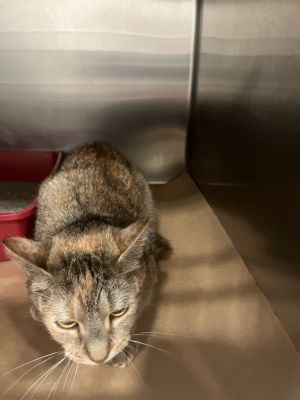 Beans, Young Female unknown