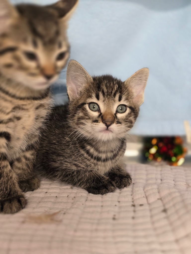 Bubba, an adoptable Domestic Short Hair in Minot, ND, 58702 | Photo Image 1