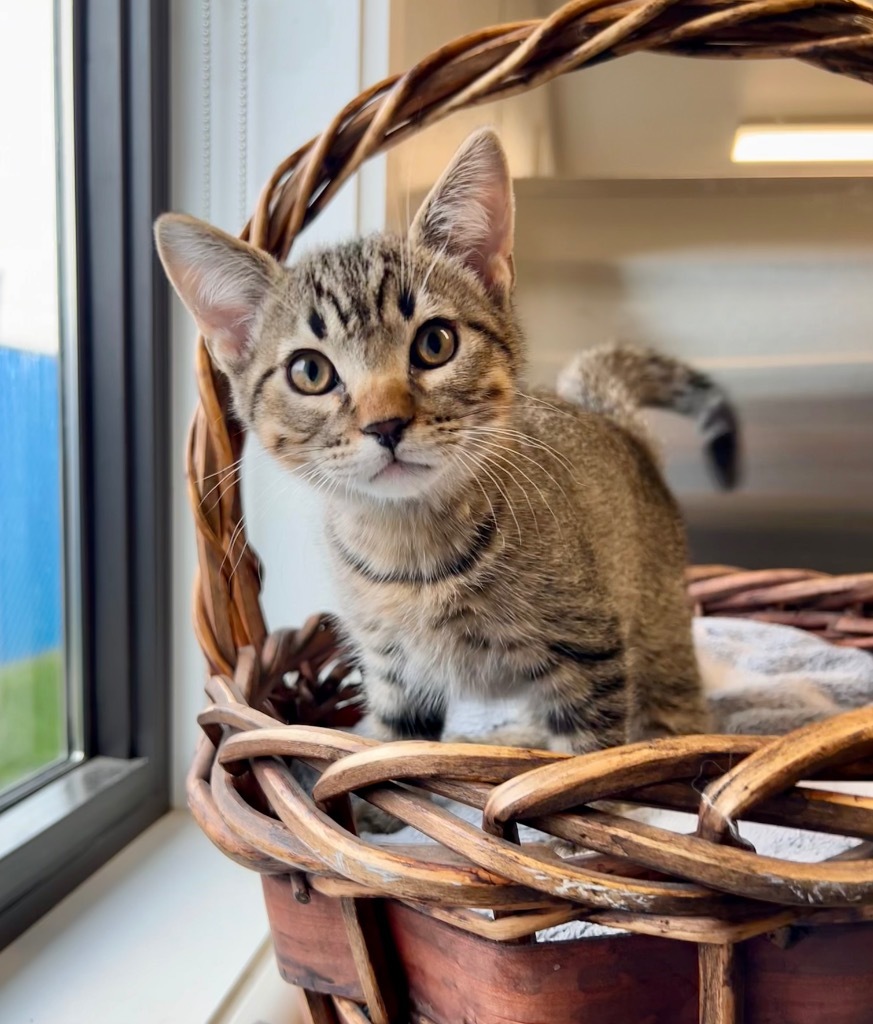 Bubba, an adoptable Domestic Short Hair in Minot, ND, 58702 | Photo Image 1