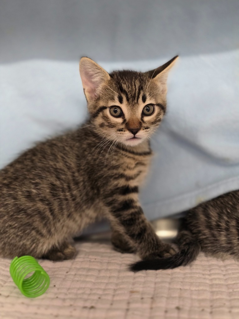 Hubba, an adoptable Domestic Short Hair in Minot, ND, 58702 | Photo Image 1