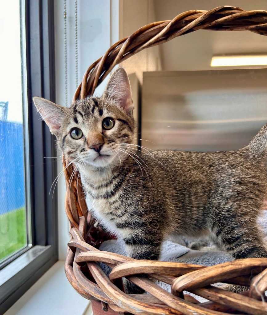 Hubba, an adoptable Domestic Short Hair in Minot, ND, 58702 | Photo Image 1