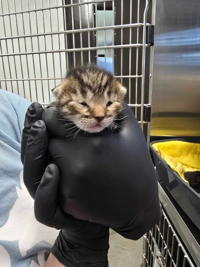 Hubba, an adoptable Domestic Short Hair in Minot, ND, 58702 | Photo Image 2